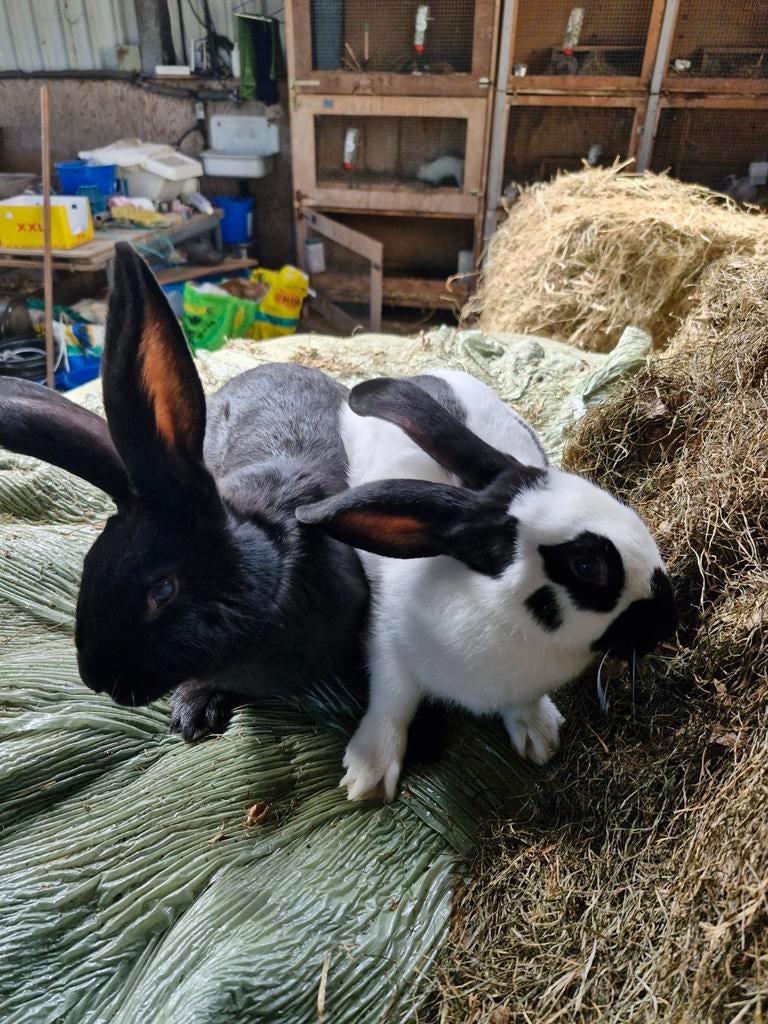 Grote lotharinger  en dwerghangoortjes, Meerdere dieren, Groot