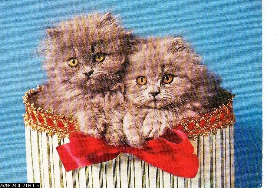 Ansichtkaart	Poes, Verzenden, 1960 tot 1980, Ongelopen, Hond of Kat