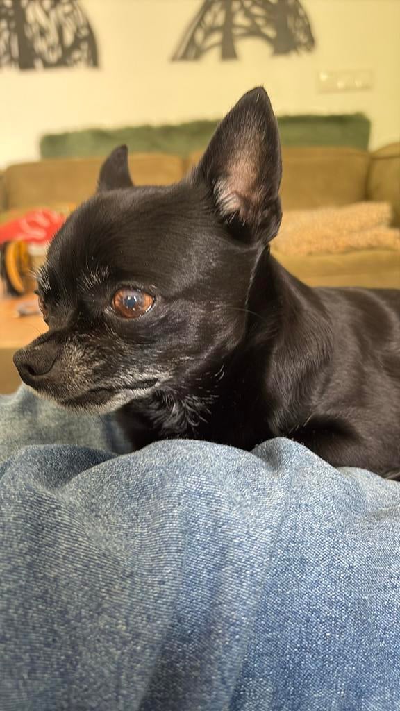 Honden oppas aangeboden, Diensten en Vakmensen, Dieren | Honden | Verzorging, Oppas en Les, Particuliere oppas