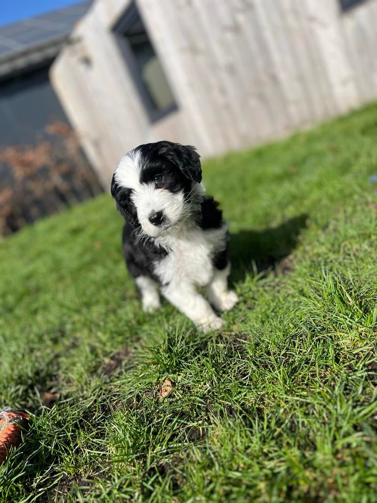 Knappe Aussiedoodle pups (Australische herder x Poedel), Dieren en Toebehoren, Honden | Herdershonden en Veedrijvers, Parvo, België