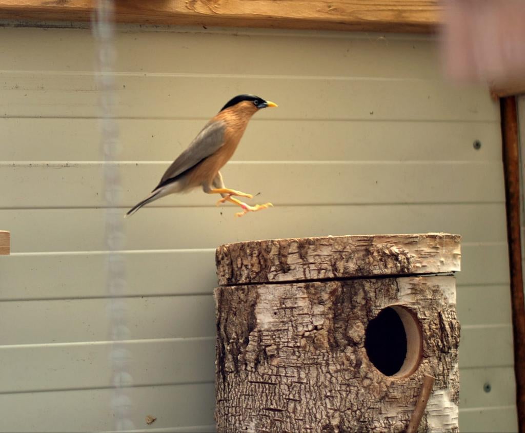 Gezocht pagode spreeuw pop, Dieren en Toebehoren, Vrouwelijk