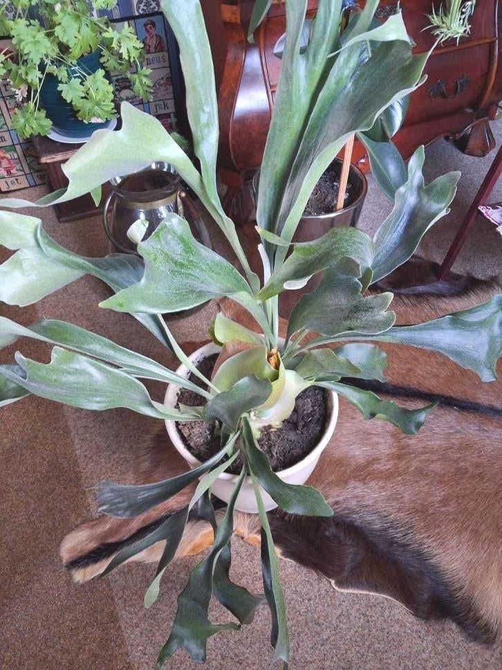 Prachtige hertshoorn in pot 85 cm hoog., Huis en Inrichting, Ophalen, In pot, Halfschaduw, Minder dan 100 cm