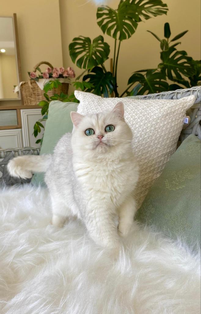 British Shorthair NS11 | Silver Shaded | Showkwaliteit, Dieren en Toebehoren, Katten en Kittens | Raskatten | Korthaar, Poes, Met stamboom