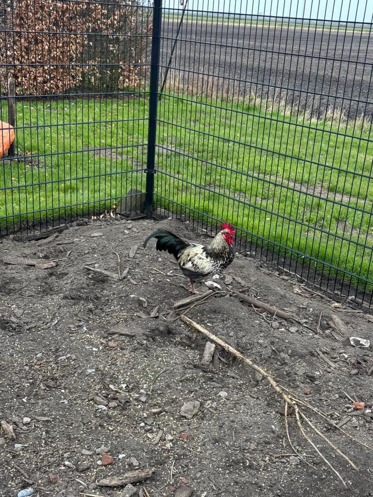 Marans x vorwerk haan, Mannelijk, Kip