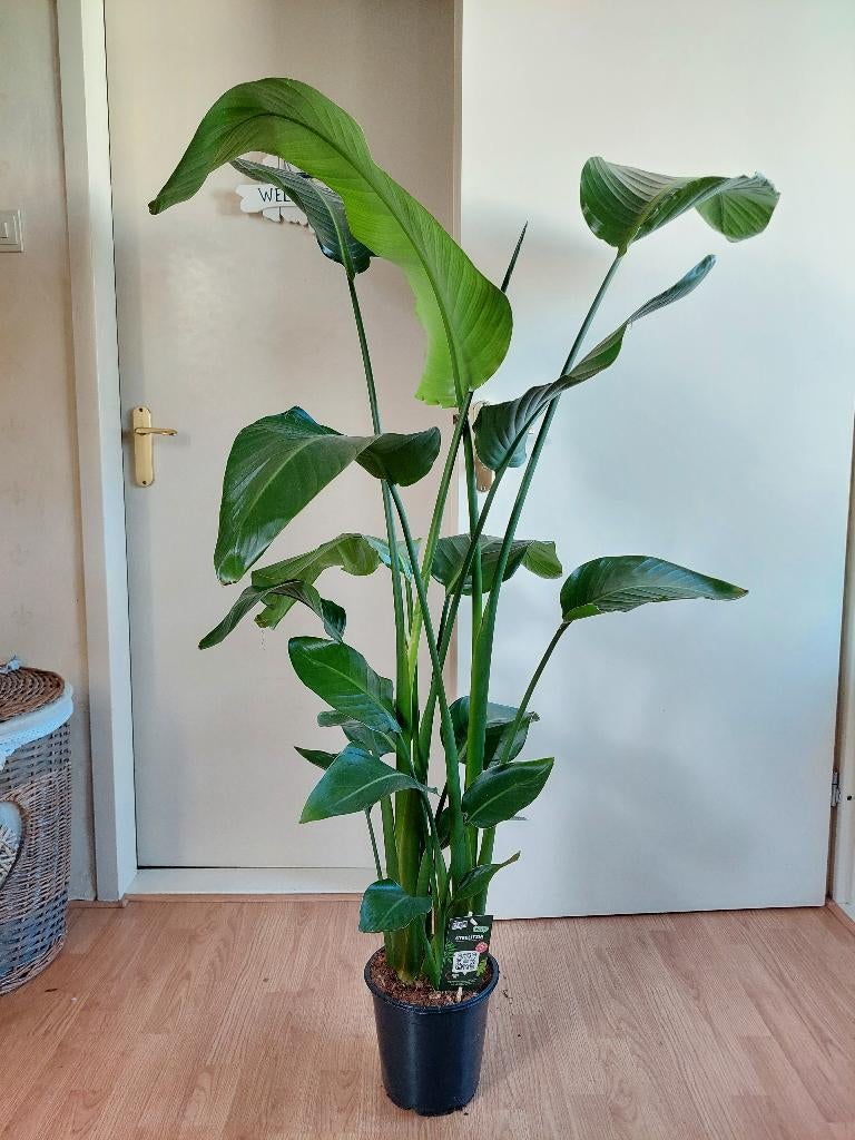 XL Strelitzia Nicolai - Paradijsvogelplant H: 155 cm., Ophalen, Overige soorten, Halfschaduw, 150 tot 200 cm