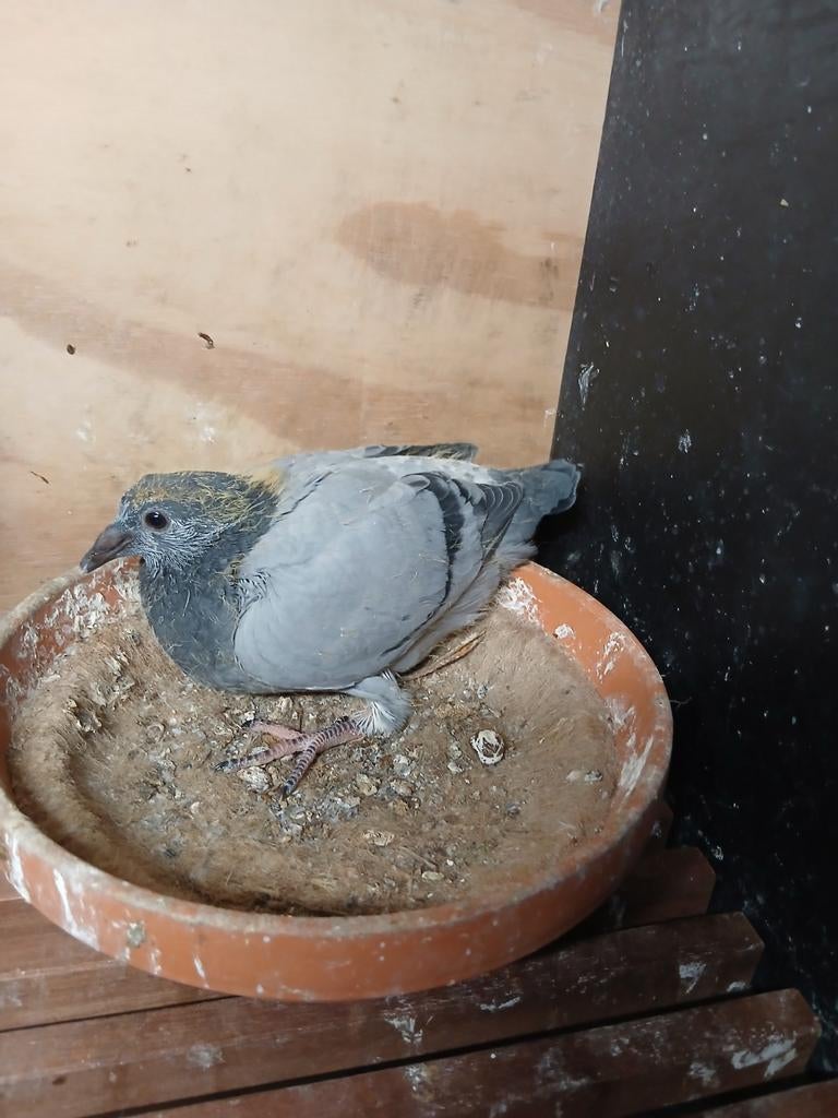 Jonge duif, Dieren en Toebehoren, Geslacht onbekend, Postduif