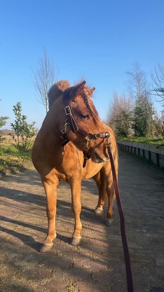 Verzorger gezocht voor leuke shetlander ruin, Dieren en Toebehoren, Pony's, Ruin, A pony (tot 1.17m)