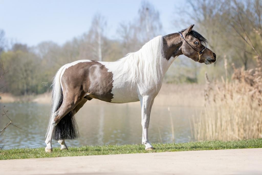 TER DEKKING 2 PRACHTIGE DEKHENGSTJES, Dieren en Toebehoren, Paarden en Pony's | Dekhengsten en Fokmerries, Hengst