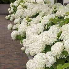 Hortensia Strong Annabelle, Tuin en Terras, Planten | Tuinplanten, Tweejarig, Halfschaduw, Zomer, Ophalen