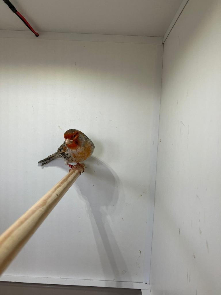 Rood Agaat Mozaïek  Kanarie Mannen, Dieren en Toebehoren, Vogels | Kanaries, Mannelijk, Kleurkanarie