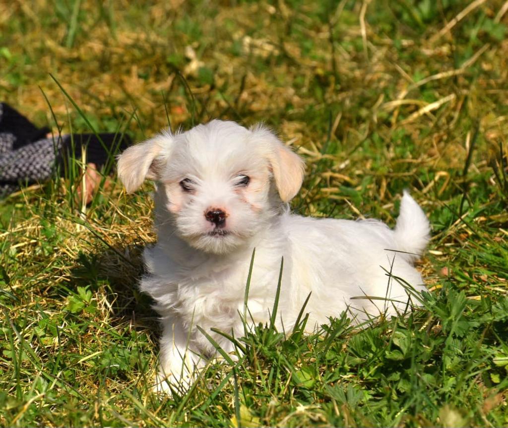 4 Prachtige Boomer pups (klein) 3 meiden, 1 jongetje(witte), Parvo, Nederland, Overige rassen, 8 tot 15 weken