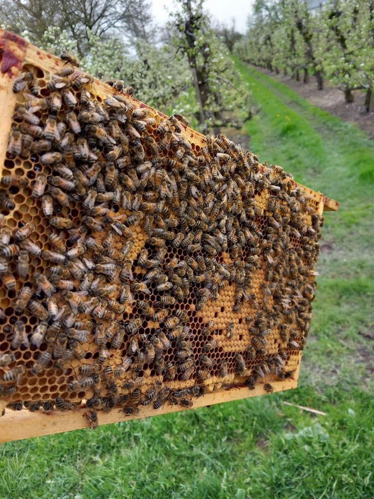 Bijenvolken voor bestuiving, Ophalen of Verzenden