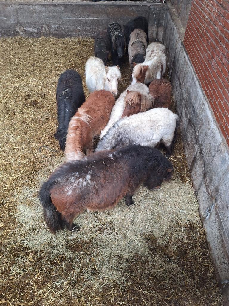 Enkele jaarlingen en twenters te koop, Dieren en Toebehoren, Paarden en Pony's | Dekhengsten en Fokmerries, Meerdere dieren