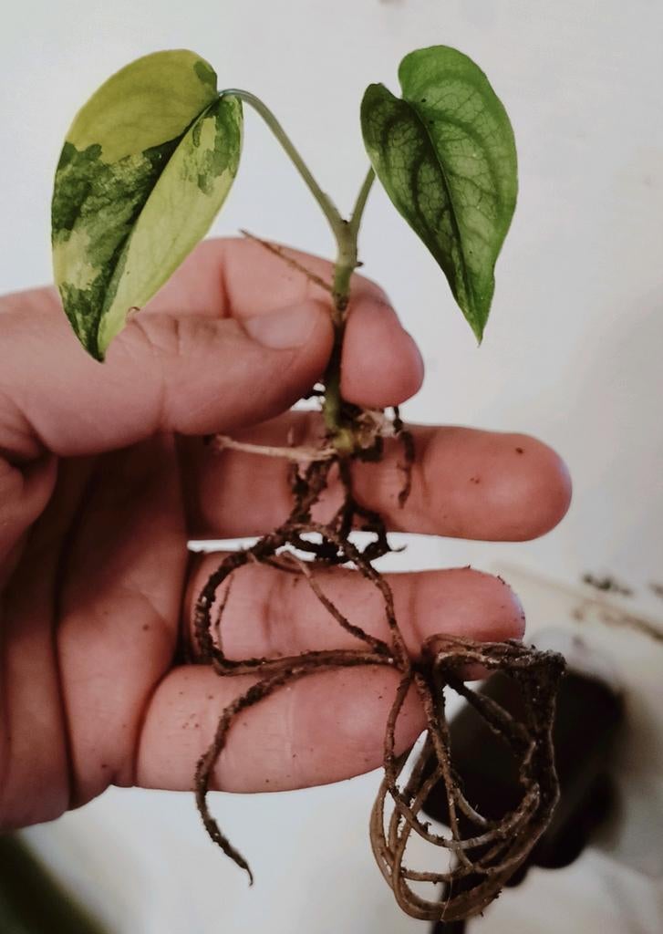 Monstera siltepecana variegata, Ophalen of Verzenden, Halfschaduw, Minder dan 100 cm
