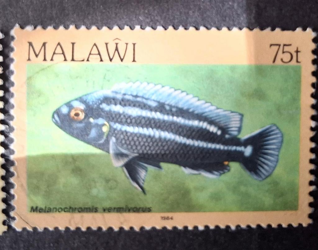 Malawi vis, Ophalen of Verzenden, Dier of Natuur