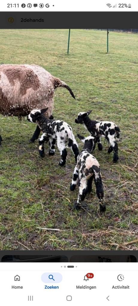Gezocht 2 super bonte ooien met lammeren zwoeger vrij, Dieren en Toebehoren, Schapen, Geiten en Varkens, Vrouwelijk, Schaap