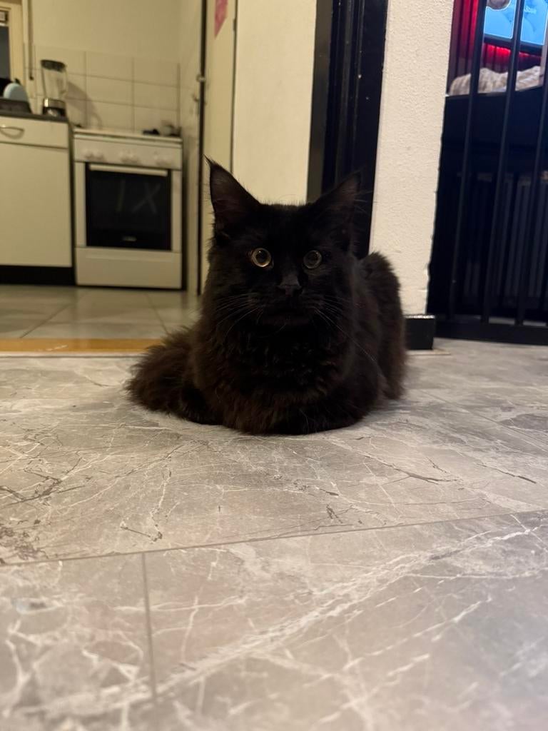 Mainecoon kater, Dieren en Toebehoren, Katten en Kittens | Raskatten | Langhaar, Meerdere dieren