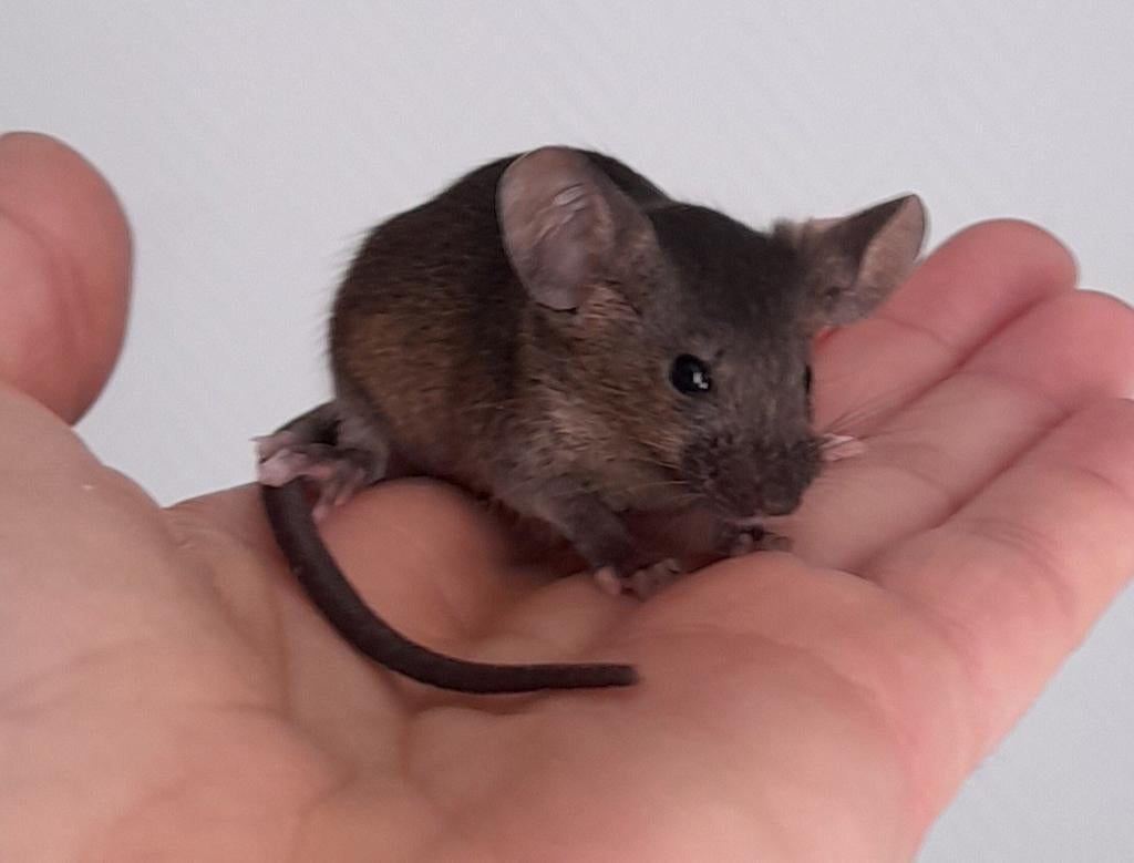 Twee agouti sable muisjes, Maart, Muis, Vrouwelijk, Tam