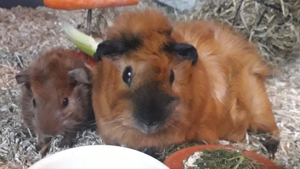 GEZOCHT Rood-California borstel beertje., Dieren en Toebehoren, Knaagdieren, Januari, Mannelijk, Cavia