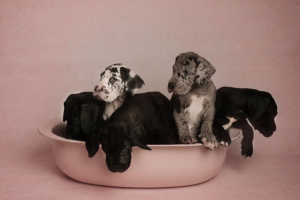 Duitse dog pups Great Giant Dogs, Dieren en Toebehoren, Honden | Bulldogs, Pinschers en Molossers, Meerdere dieren, Overige rassen