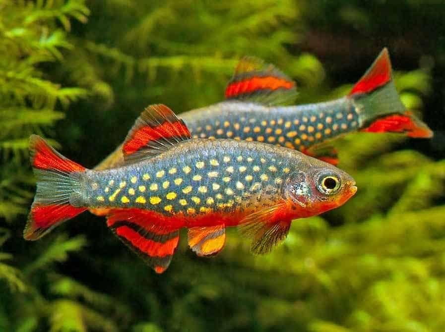 Rasbora margaritatus - Rasbora danio galaxy, Dieren en Toebehoren, Vissen | Aquariumvissen, Vis