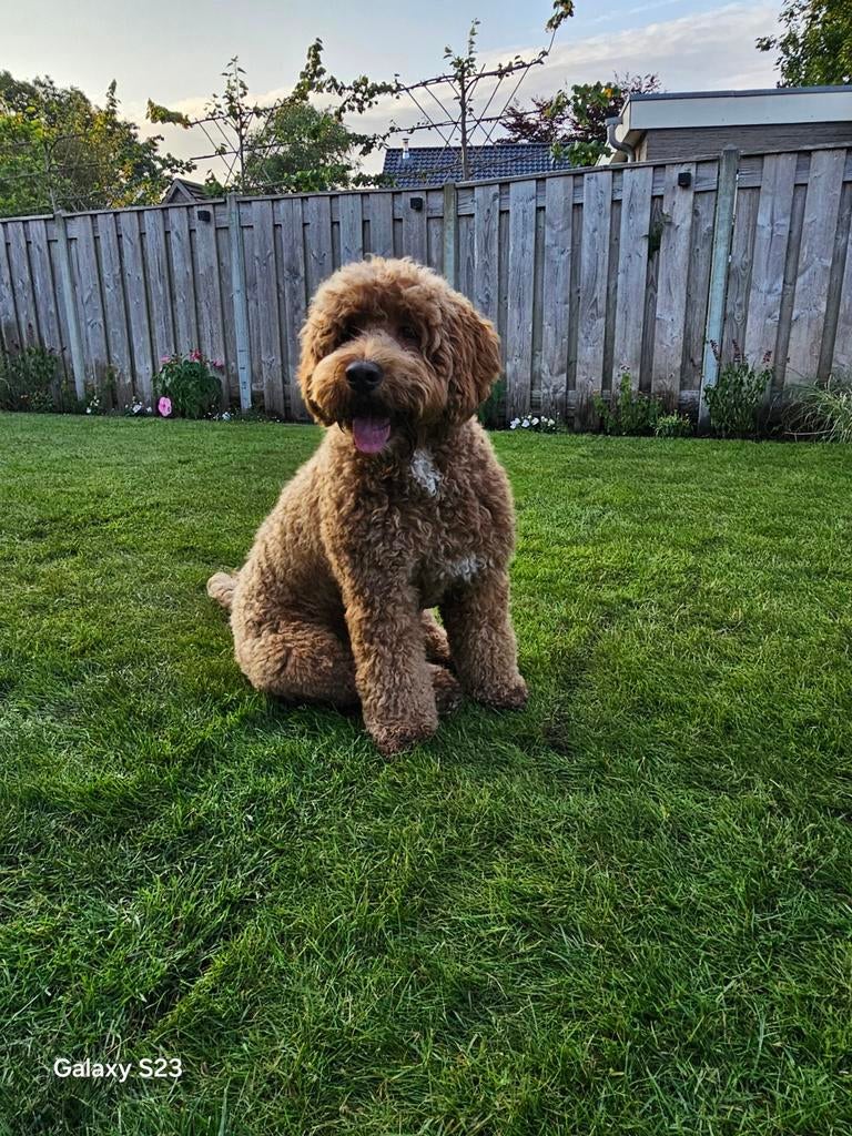 Lieve en stoere labradoodle dekreu, Dieren en Toebehoren, Honden | Dekreuen, Reu, Particulier, Eén hond, Nederland, 3 tot 5 jaar