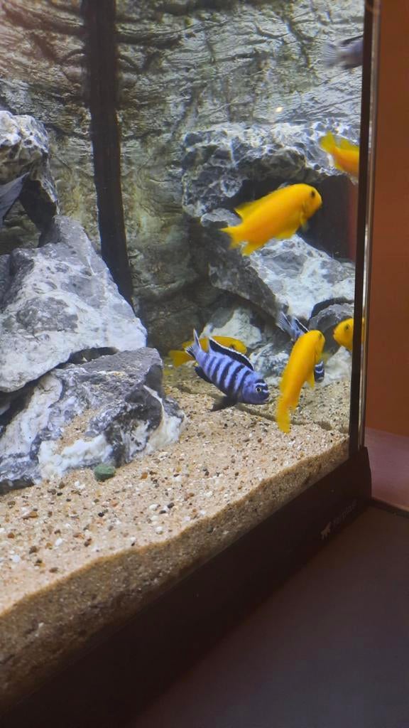 Chindongo Saulosi geel ( eigen foto’s), Vis