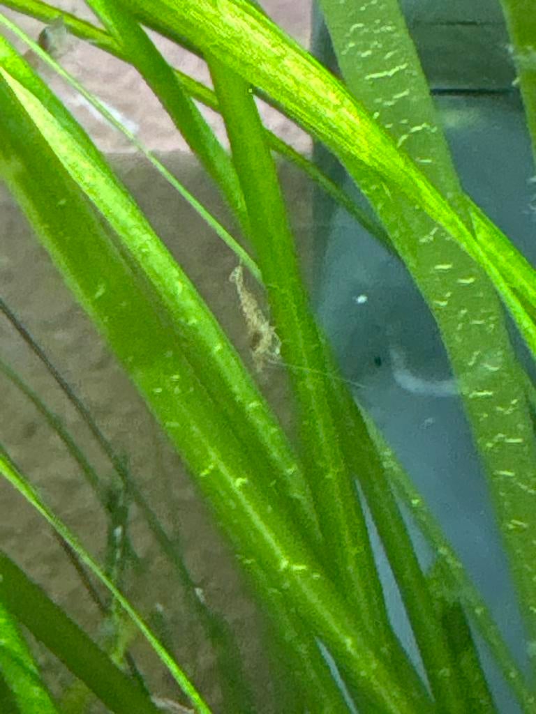 Kleine vuurgarnaaltjes te koop, Dieren en Toebehoren, Vissen | Aquariumvissen, Kreeft, Krab of Garnaal, Zoetwatervis