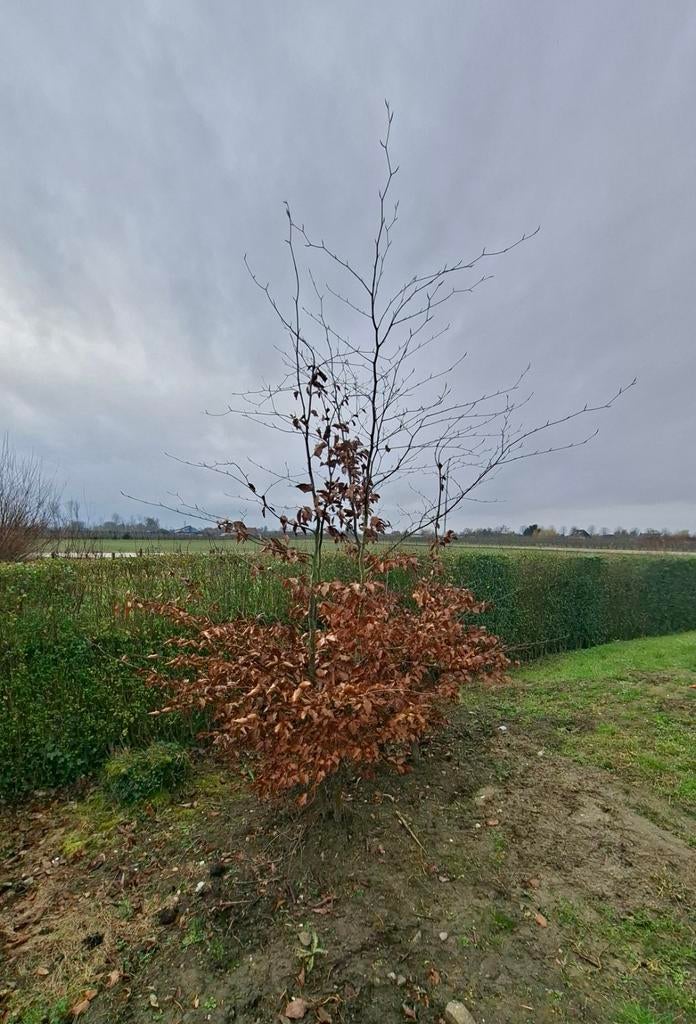 Rode beuken, Tuin en Terras, Planten | Bomen, Ophalen of Verzenden, Bloeit niet, Volle zon, Overige soorten