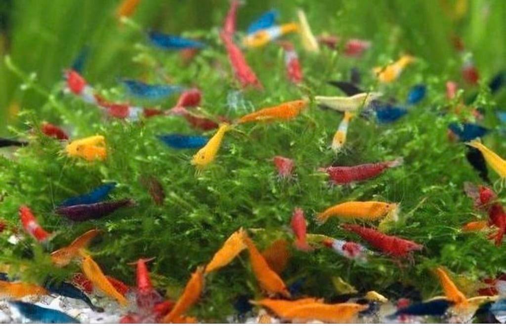 Garnalen mixKoop 15 voor €10, Kreeft, Krab of Garnaal