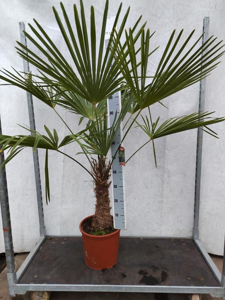 Trachycarpus fortunei Winterhard, Ophalen, Overige soorten, Halfschaduw