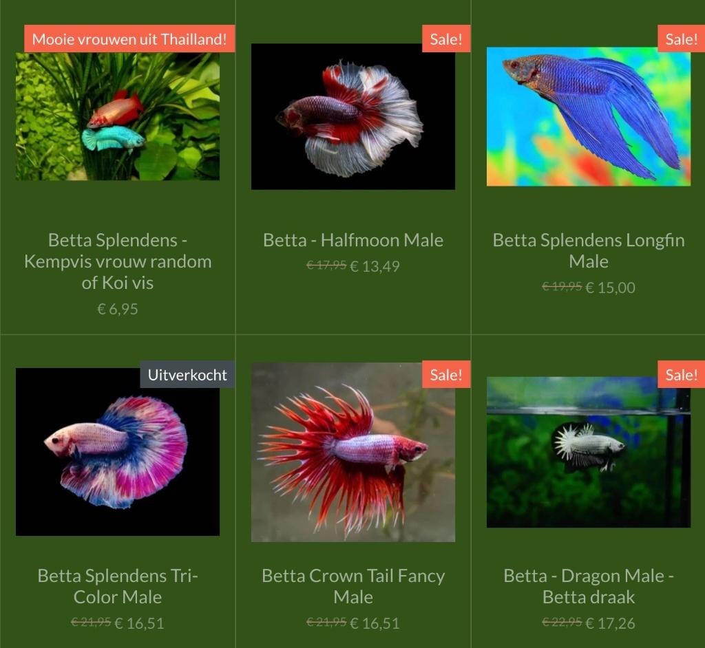 Prachtige import Betta vissen!, Dieren en Toebehoren, Vis