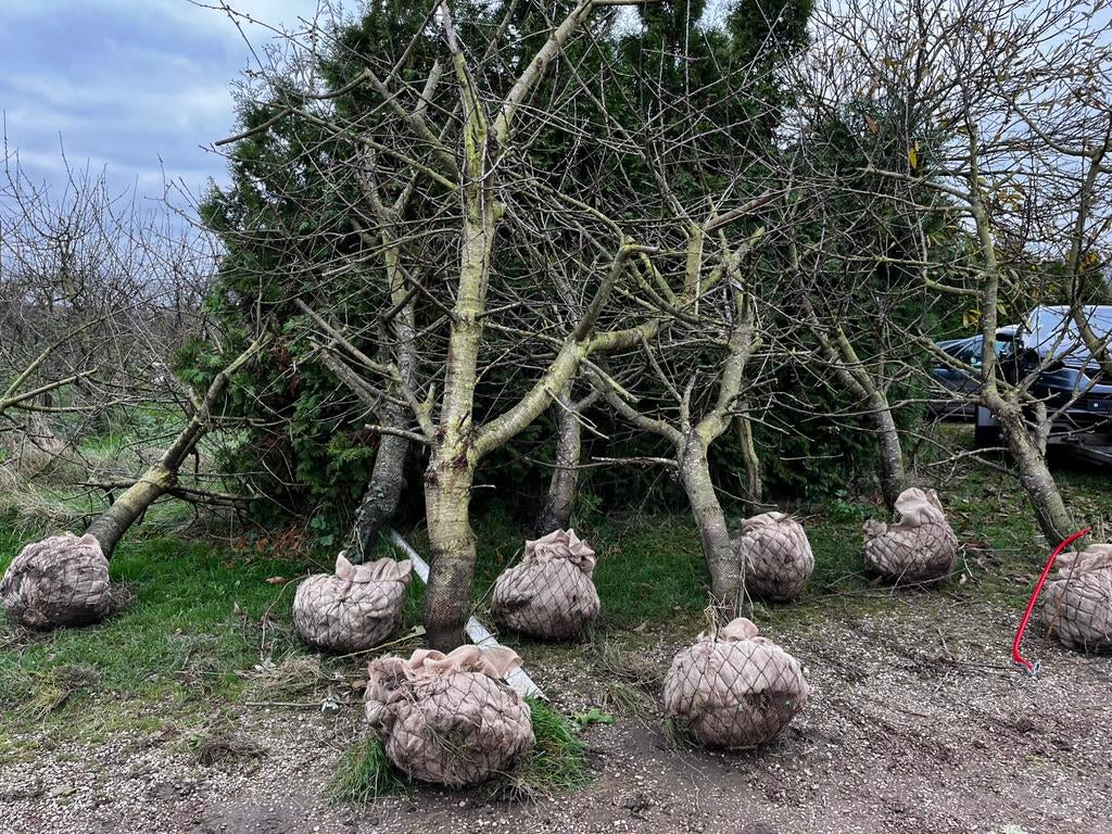 Laagstam kersenbomen, Tuin en Terras, Planten | Fruitbomen, Ophalen, Lente