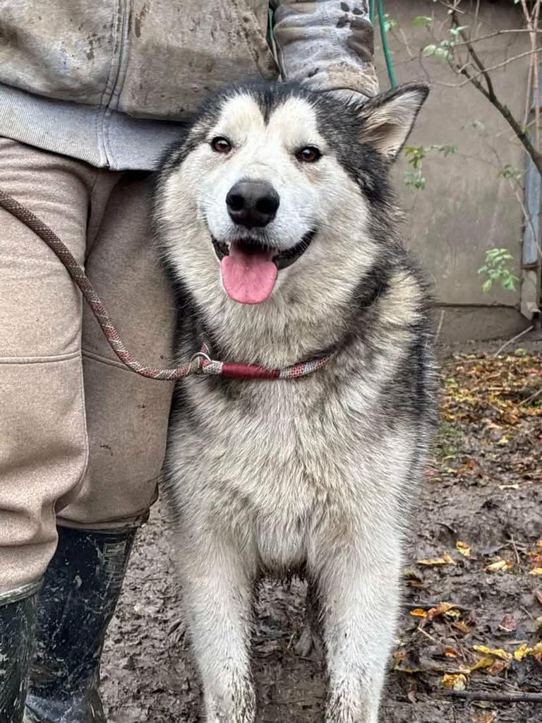 Grote vriendelijke reus, Pepi!, Particulier, Reu, 1 tot 2 jaar, Buitenland