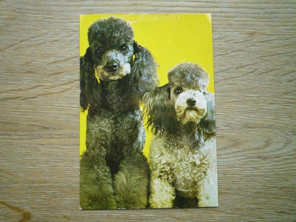 Hond honden poedel, Ophalen of Verzenden, Voor 1920, Hond of Kat