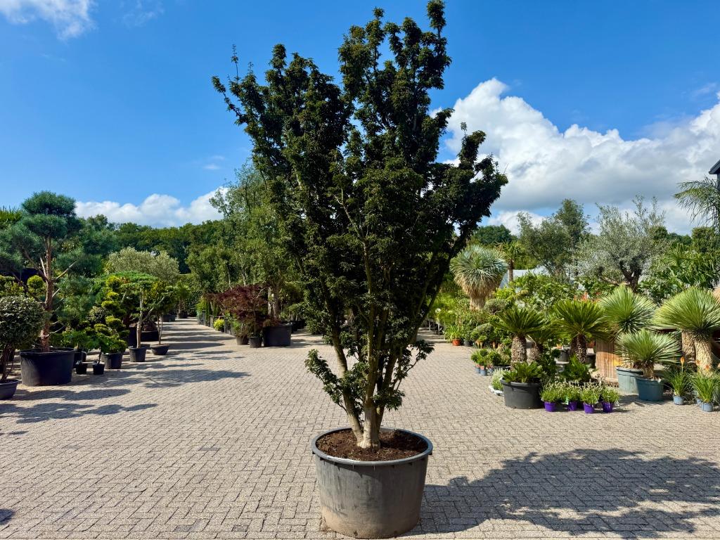 Exclusieve Acer palmatum 'Shisigashira' / Crispifolium!!!, In pot, Bloeit niet, Halfschaduw, 250 tot 400 cm