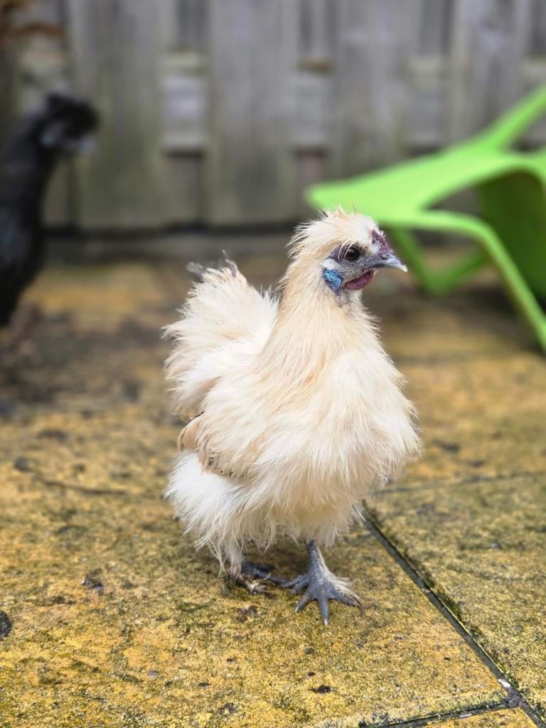 Zijdehoender kriel haantje, Dieren en Toebehoren, Pluimvee, Mannelijk, Kip