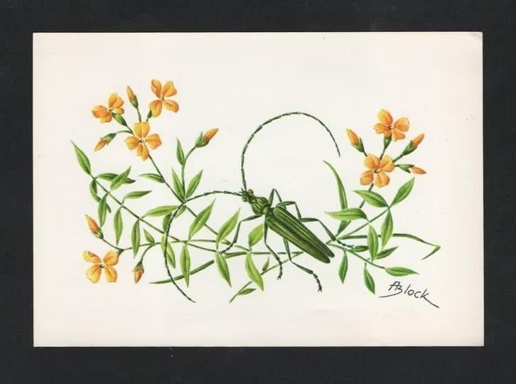 Muskusboktor Aromia Moschata Insekt Kever., Verzamelen, Ophalen of Verzenden, 1960 tot 1980, Ongelopen, Overige soorten