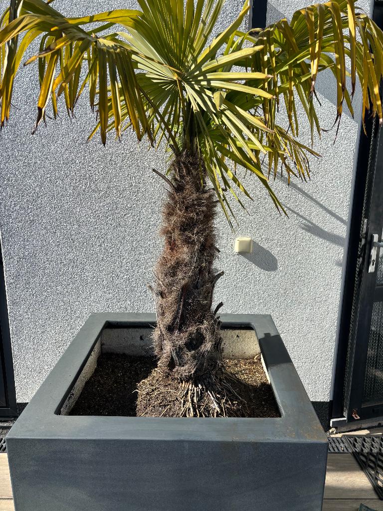 Palmboom in plantenbak, Volle zon, Vaste plant, Bloeit niet, Ophalen