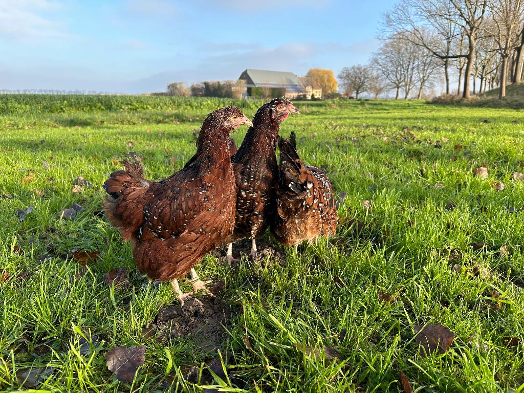 Jonge tamme Orpington kippen gesekst en ingeënt, Vrouwelijk, Kip