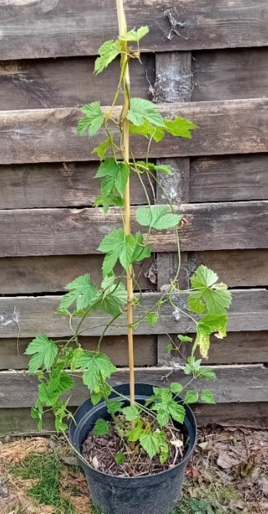 Hop (humulus lupulus)., Ophalen, Volle zon, Vaste plant, Klimplanten