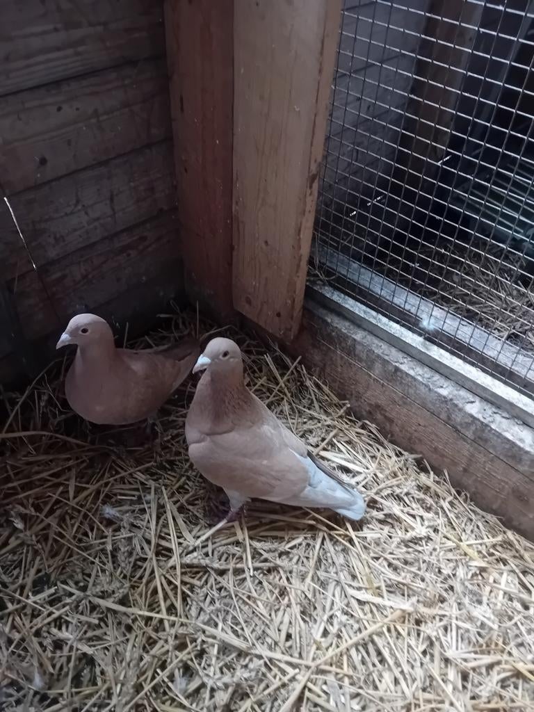 Koppel  bruine postduiven, Dieren en Toebehoren, Meerdere dieren, Gans of Zwaan