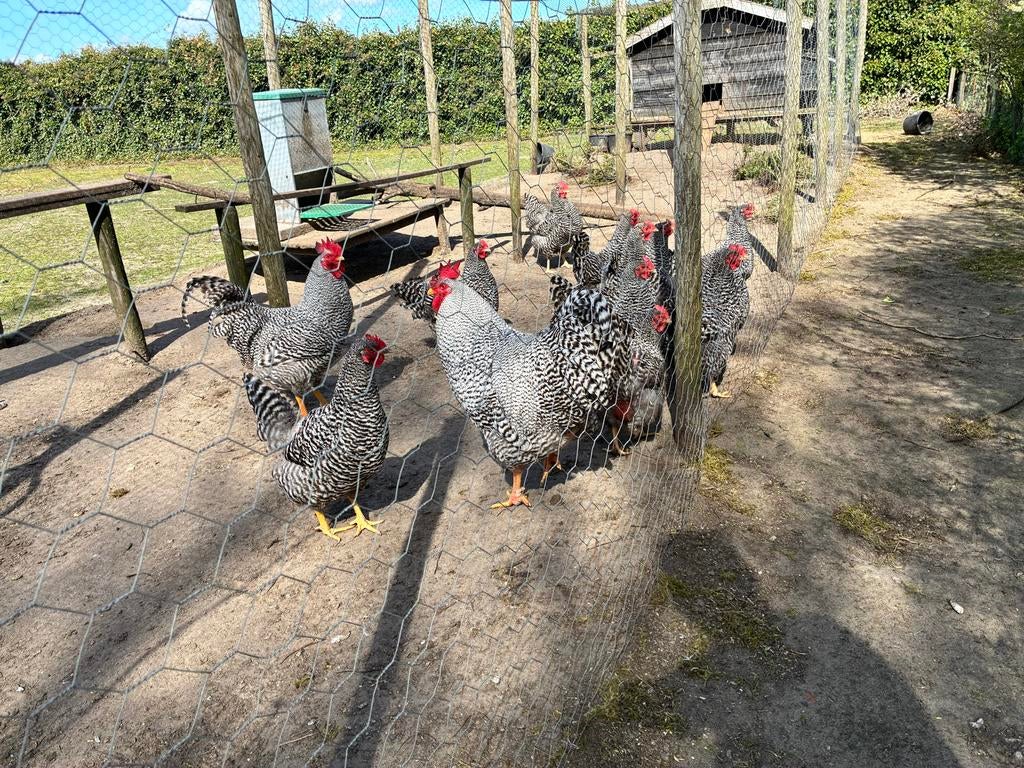 Amrock Kippen, Dieren en Toebehoren, Pluimvee, Vrouwelijk, Kip