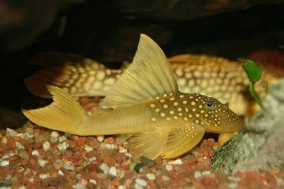 L-Nummers: L200 Baryancistrus demantoides, Dieren en Toebehoren, Vis, Zoetwatervis