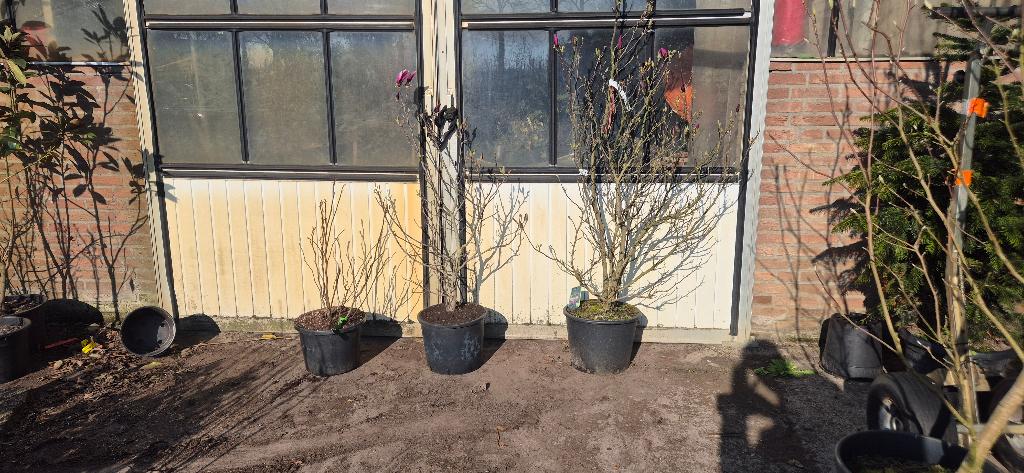 Magnolia susan | beverboom, Ophalen, Overige soorten, Struik, 100 tot 250 cm