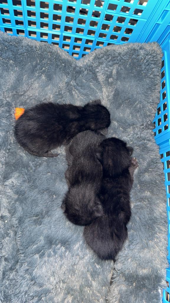 Kittens, Geslacht onbekend, Kortharig, 0 tot 2 jaar