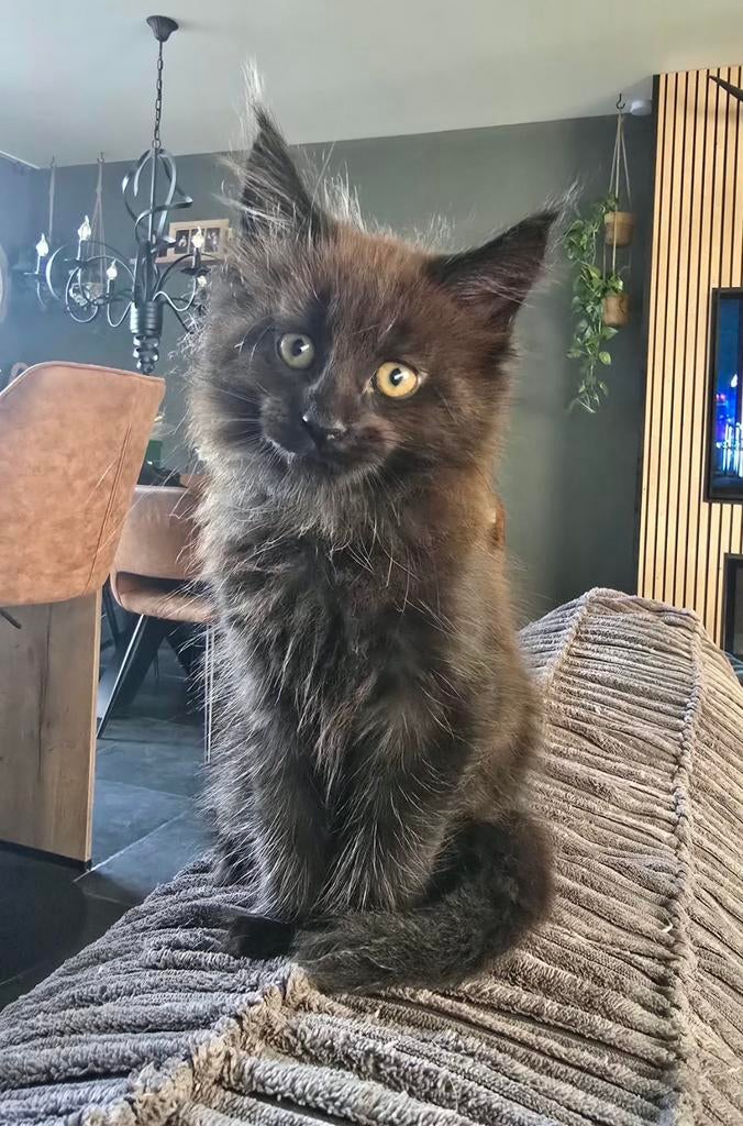 ***100% maine coon kittens nog 1 poesje beschikbaar!***, Poes, Gechipt, 0 tot 2 jaar