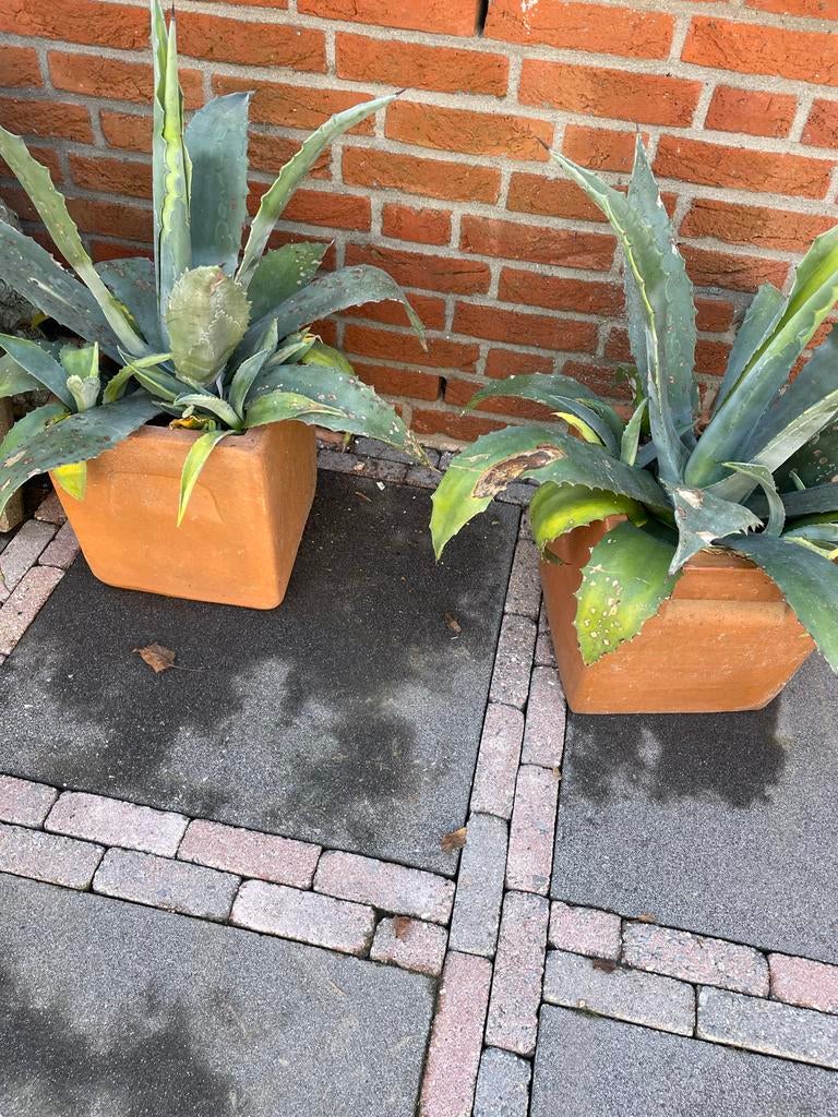 Agave plant in terracotta pot, Volle zon, Vaste plant, Bloeit niet, Ophalen