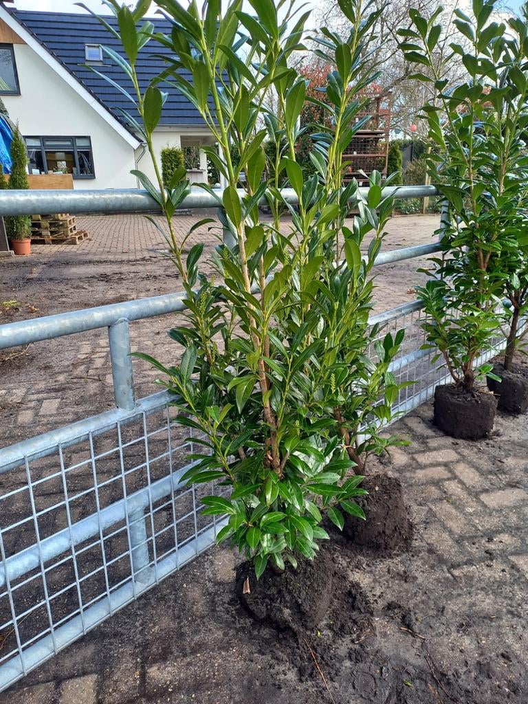 Laurier caucasica, Ophalen, Laurier, Haag, 100 tot 250 cm