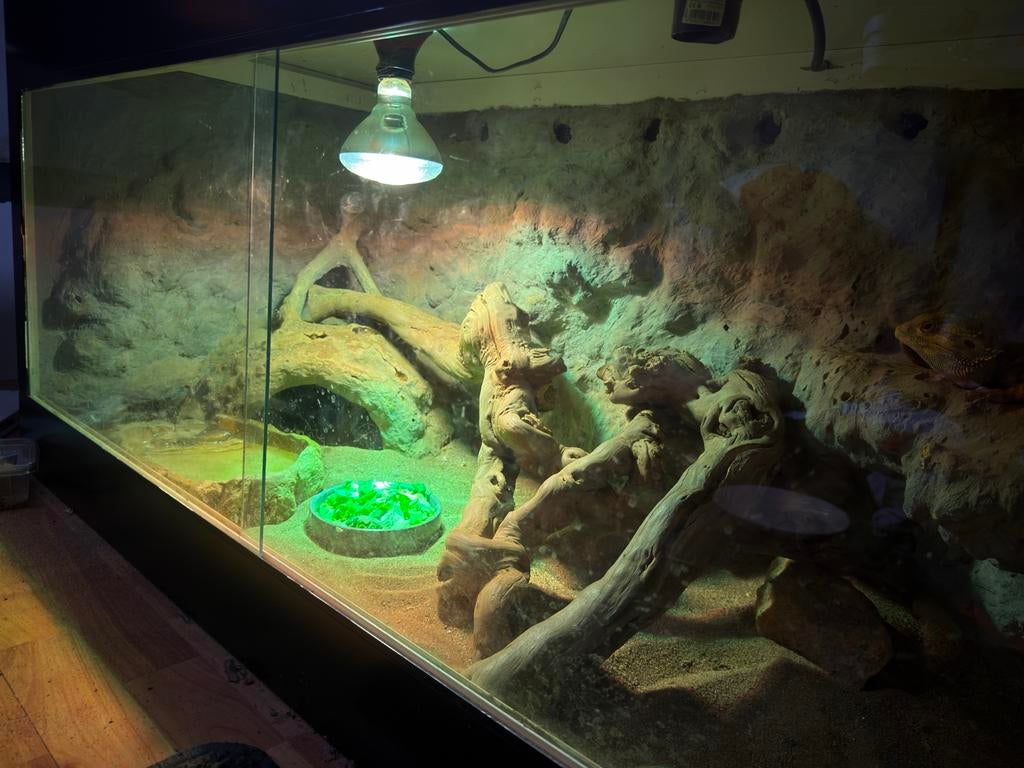 Baardagaam met terrarium Bearded Dragon - male for sale from Stefan